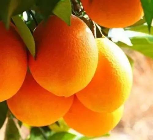 贛南“橙富美” 身價668億，18姐妹各展風華