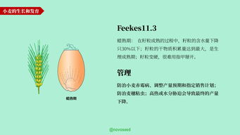 農產品基礎知識系列 大豆、小麥與家禽家畜