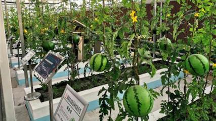 直掛云帆濟滄海——濰坊國家農業開放發展綜合試驗區創新賦能“三個模式”構建農業開放發展新體系的家禽家畜實踐